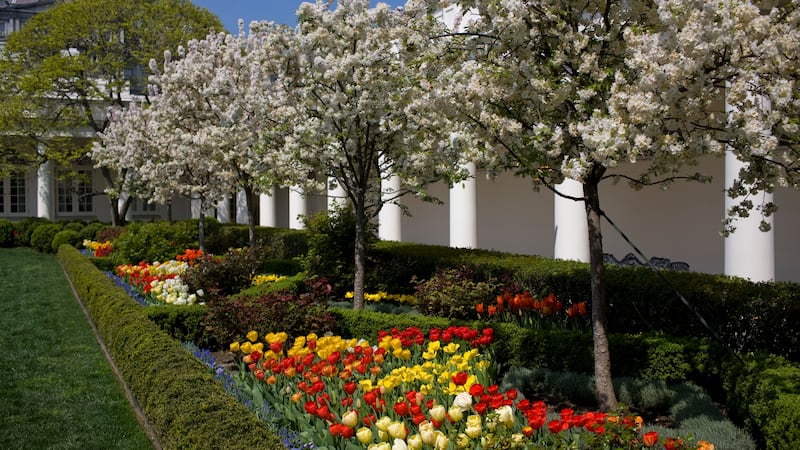 Rose Garden, 2007