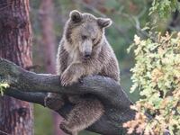 A bear cub lays on a tree branch as the inhabitants of the bear shelter at Karacabey district are fed with nearly half a ton of food a day before hibernation period when their metabolism slows down and their body temperature decreases in order to withstand the difficult winter conditions in Bursa, Turkiye on November 15, 2024.