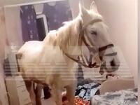 A man in Russia’s Kemerovo region has reportedly landed in hot water after drunkenly riding a horse up to a fifth-floor apartment.
