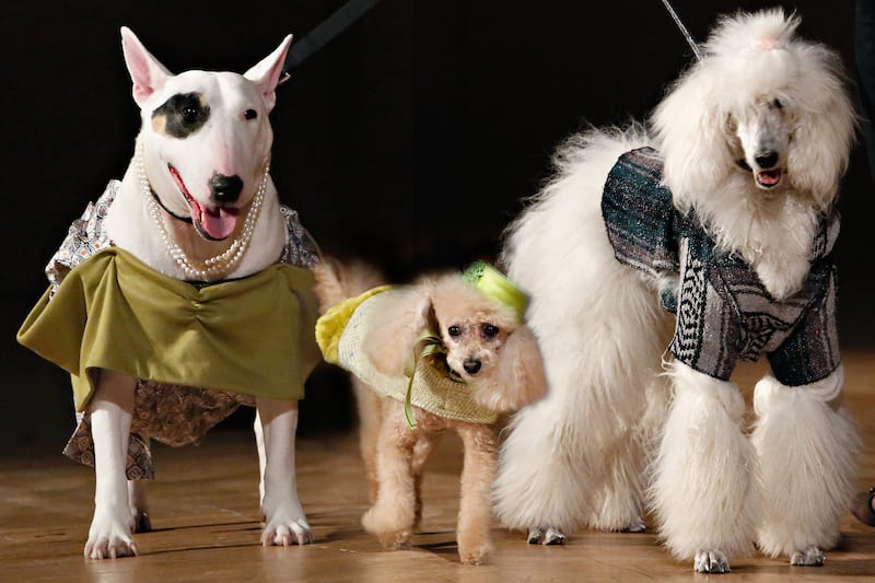 articles/2013/05/05/fit-hosts-bark-porter-art-deco-themed-pet-fashion-show/130503-dog-fashion-show-tease_hawhda