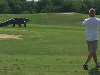 articles/2016/05/31/giant-alligator-found-on-florida-golf-course/160531-Slattery-alligator-tease_xrenjq