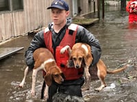 stormdogs_i4o7wo