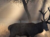 deer_chx4yp