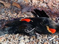 galleries/2011/01/03/animal-mysteries/animal-mysteries---blackbirds_lawqwn