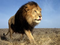 180112-fisher-african-lions-tease_uaafsx