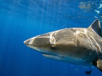 A bull sharks comes close to inspect tourist and their cameras during an eco tourism shark dive off of Jupiter, Florida, on May 5, 2022.