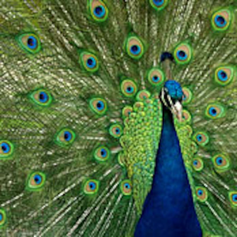 articles/2009/02/24/flannery-feathers-her-nest/gooch-flannery-excerpt_15566_fvhabn