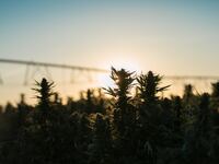 TDB_CharlottesWeb_Hemp101_mqo4bi