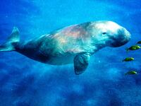 220825-Tran-Sea-Cow-extinct-express-tease_dwxq6f