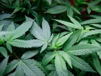 articles/2012/10/03/marijuana-could-be-legal-in-colorado-and-washington-after-election-day/marijauna-keith-stroup-dokoupil-tease_echvp0