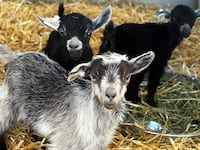 Baby pygmy goats.