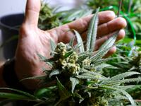 articles/2013/08/12/the-prophet-of-the-bogus-drug-war/130812-Neal-Mandatory-Minimum-tease_enjdpi
