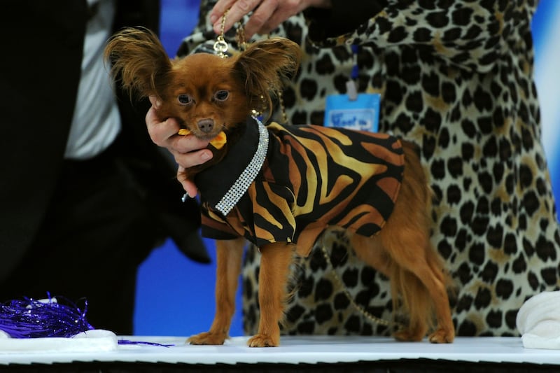 articles/2013/09/30/kitty-cature-fashion-show-an-amazing-dog-and-cat-fashion-show-happened-in-new-york-this-weekend/130929-dog-cat-fashion-embed3_fuunyr