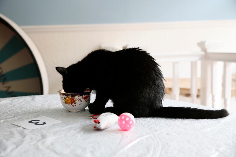 articles/2014/04/09/london-joins-cat-cafe-craze-sweeping-the-globe/140408-hines-cat-cafe-embed2_gwkser