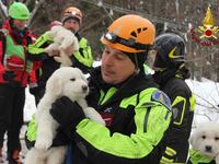articles/2017/01/24/the-avalanche-hotel-s-miracle-puppies-keep-hope-alive/171124-Nadeau-The-Avalanche-Puppies-tease_ybi99y