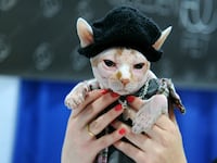 articles/2013/09/30/kitty-cature-fashion-show-an-amazing-dog-and-cat-fashion-show-happened-in-new-york-this-weekend/130929-dog-cat-fashion-tease_tswqzl