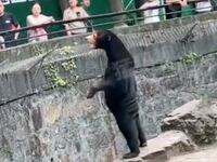 Hangzhou Zoo in China has denied that it’s sun bears are human beings in disguise.
