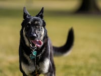 2021-03-17T133308Z_1797254137_RC21DM9WH8CQ_RTRMADP_3_USA-BIDEN-DOG_bh5a86