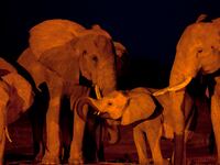 articles/2013/07/08/how-to-capture-an-elephant-excerpt-from-michael-daly-s-topsy/130707-Daly-Elephant-tease_fib2er