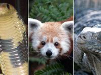 galleries/2012/07/13/animals-on-the-loose/130624-animals-on-the-loose-tease_ssdfhg