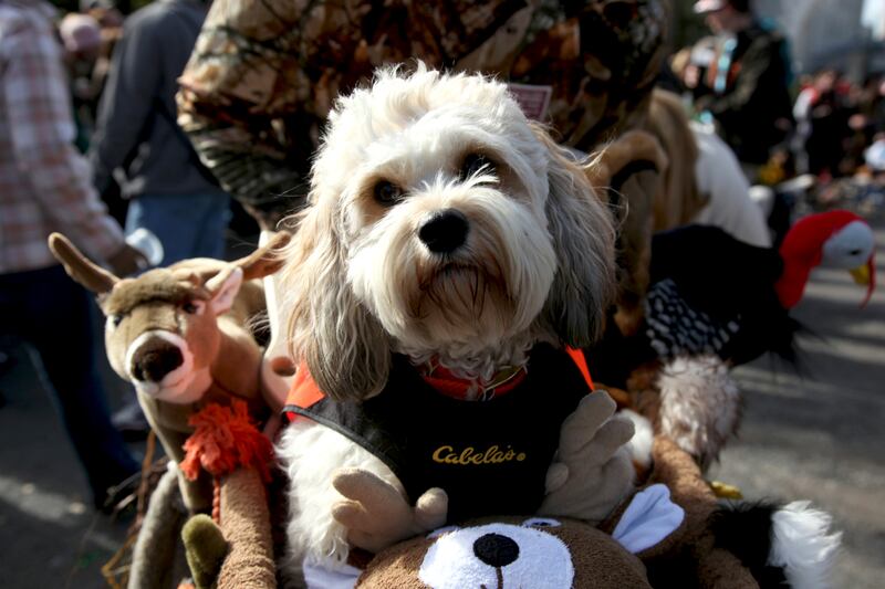 articles/2012/06/02/do-we-owe-our-existence-to-the-dog/mardi-gras-dog-parades-solomon-09_pbcskg