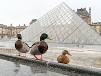 Ducks view in front of the pyramide du Louvres pushed by the cold and the flood out of the banks of the Seine Much of France, including Paris was on alert for snow and ice on February 5 as a cold front swept across the country. (Photo by Julien Mattia/NurPhoto via Getty Images)