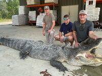 Four hunters killed the largest alligator in Mississippi history Saturday.