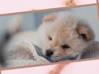 puppyhero_jv465z